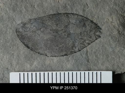 undet. Eurypterida