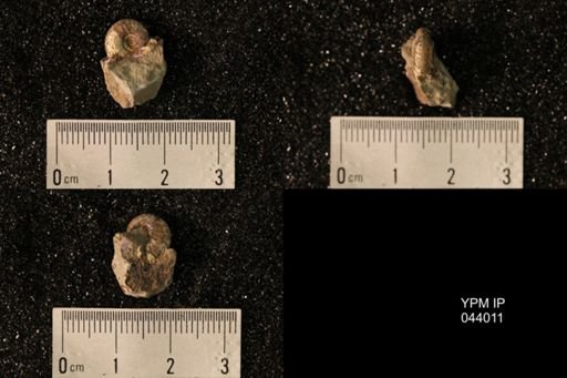Hoploscaphites nicolletii