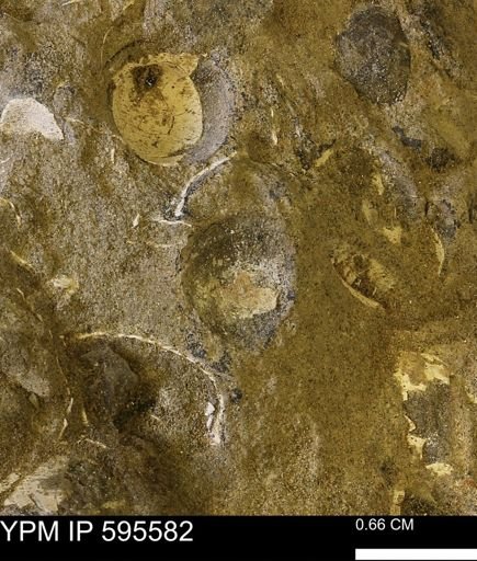 Protocardia sp.