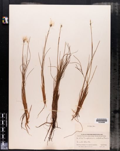 Eriophorum