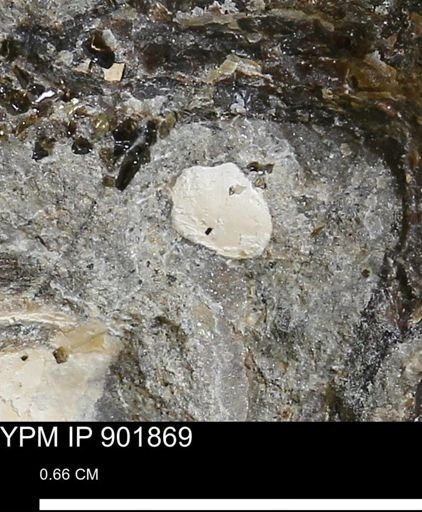 undet. Mollusca