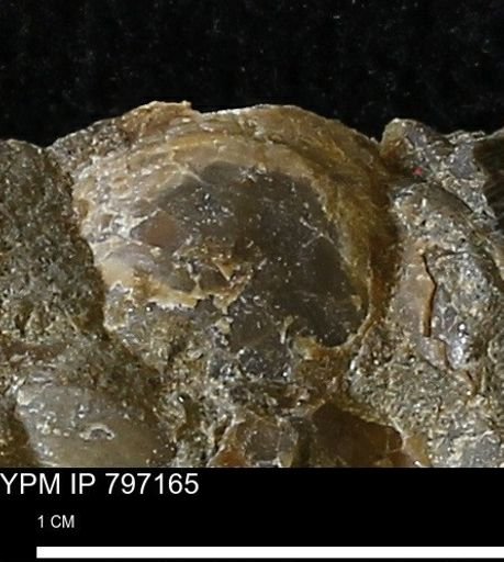 Protocardia