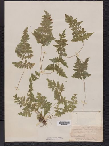 Cystopteris bulbifera
