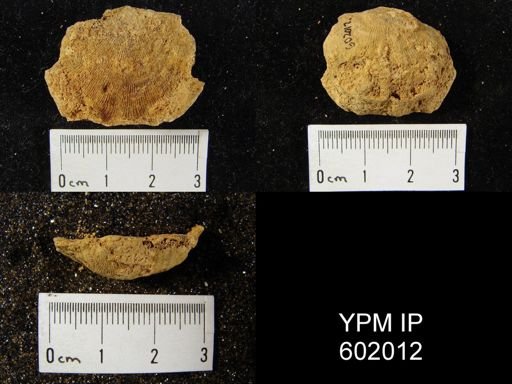 Leptaena rhomboidalis