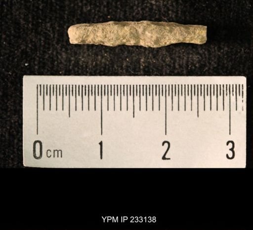 Archaeocidaris sp.