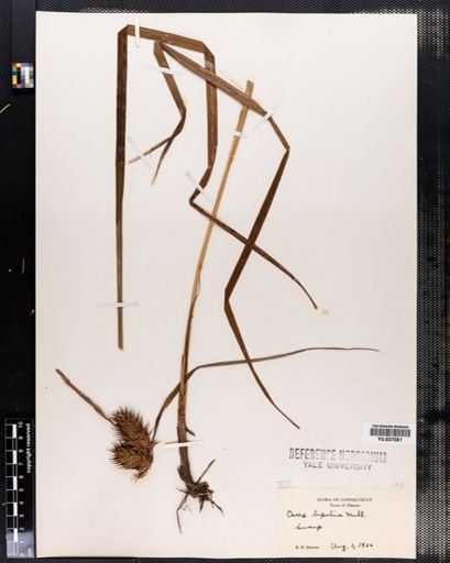 Carex lupulina