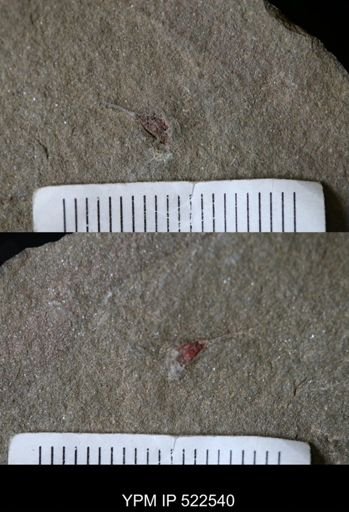 undet. Eocrinoidea