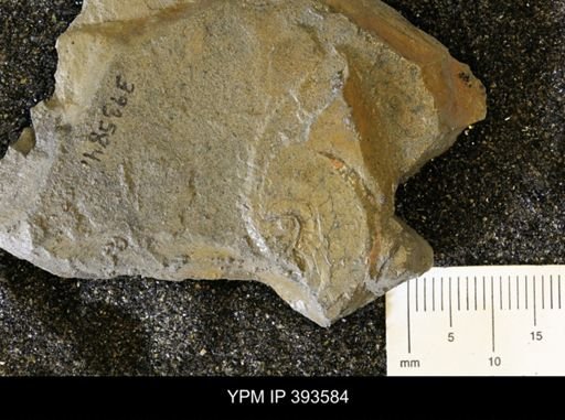 undet. Ammonoidea