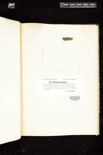 Stichococcus bacillaris