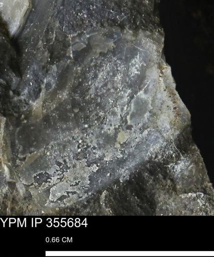 undet. Bivalvia