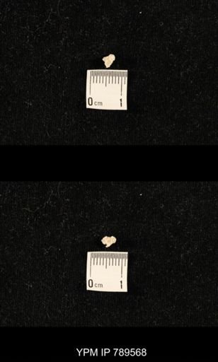 undet. Bryozoa