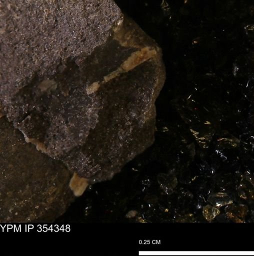 undet. Mollusca