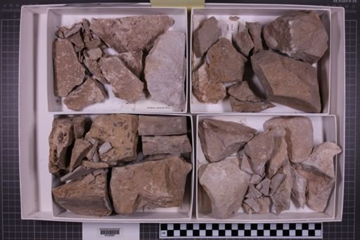 mixed taxa, stratigraphic collection
