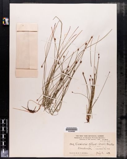 Eleocharis obtusa