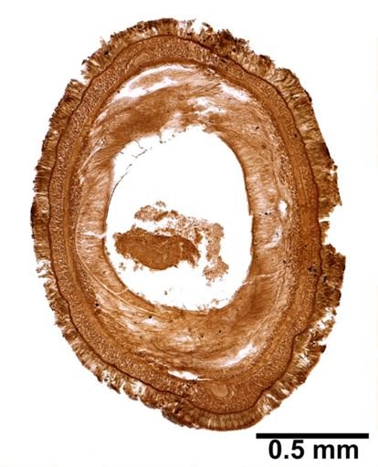 Micrura nebulosa