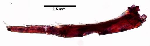 Gammarus minus