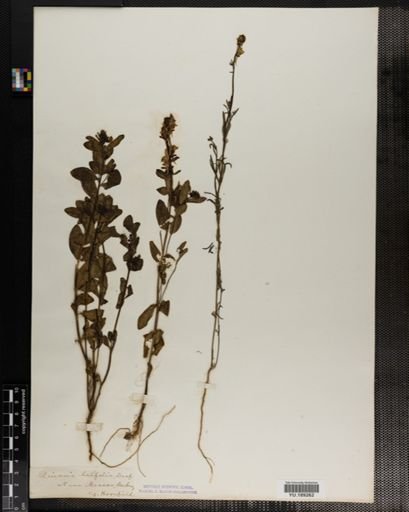 Plantae