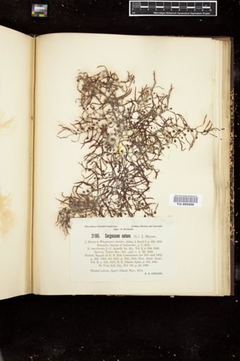 Sargassum natans