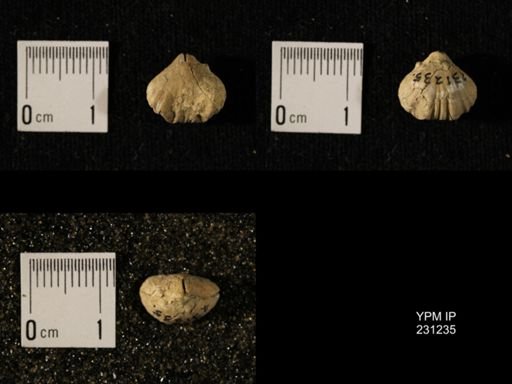 Wellerella osagensis