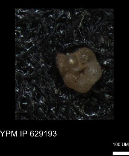 undet. Rugoglobigerinidae