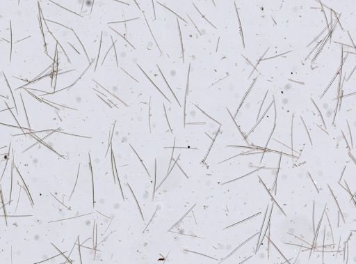 Halichondria (Eumastia) sp.
