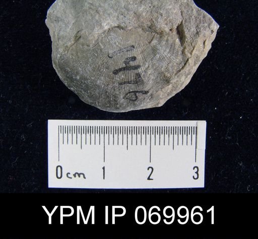 Megamyonia vaurealensis
