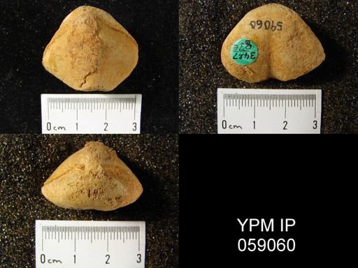 Meristella atoka