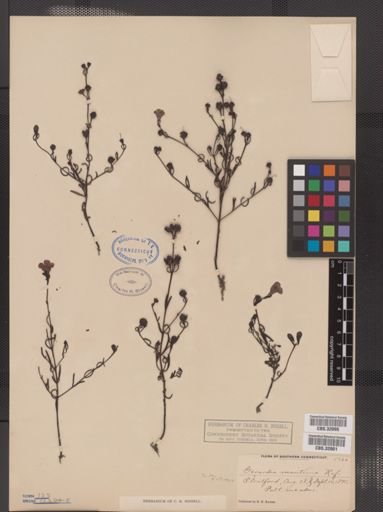 Agalinis maritima
