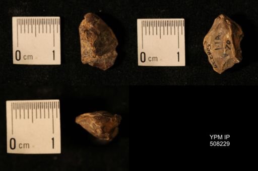Dielasma aff. prolongatum