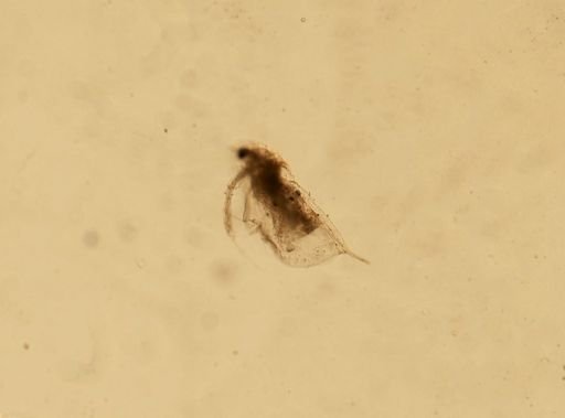Daphnia pulex