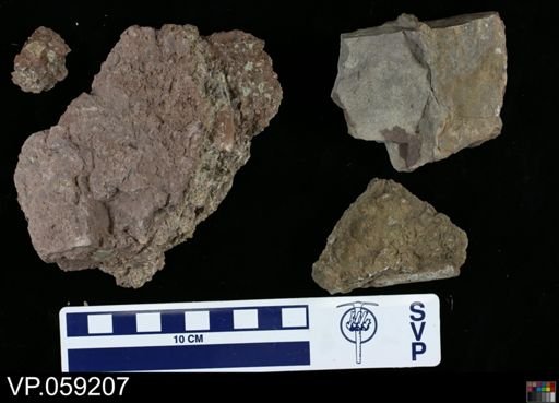 Vertebrata