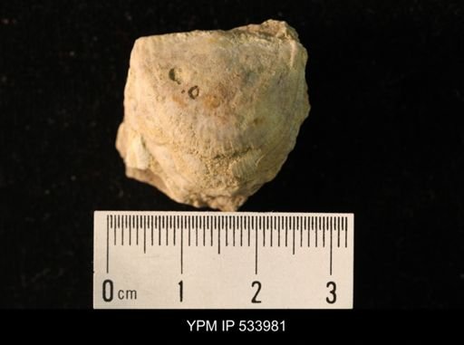 Rafinesquina minnesotensis