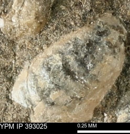 Scaphites sp.