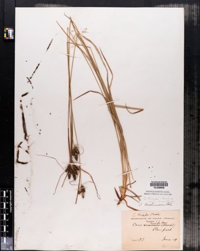 Carex caroliniana