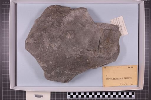 mixed taxa, stratigraphic collection