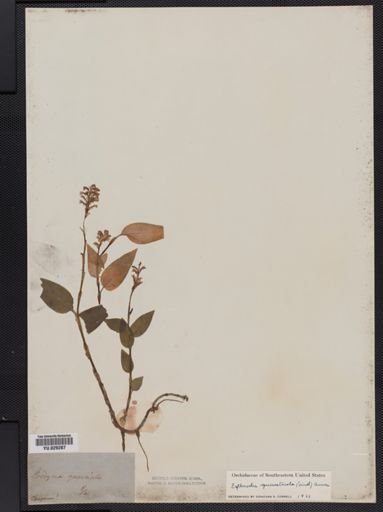 Erythrodes