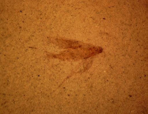 Cicadellidae?