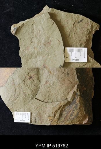 Thelxiope sp.