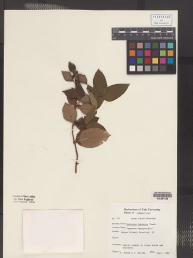 Lonicera japonica