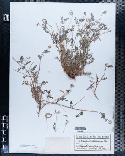 Astragalus