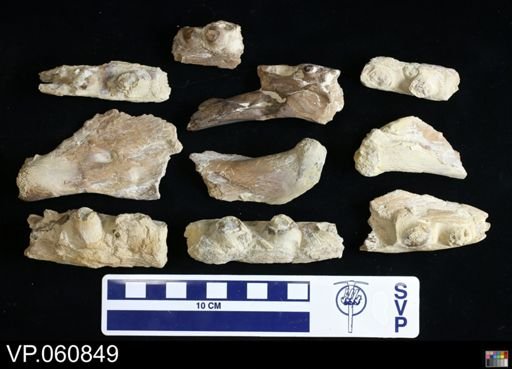 Platecarpus sp.