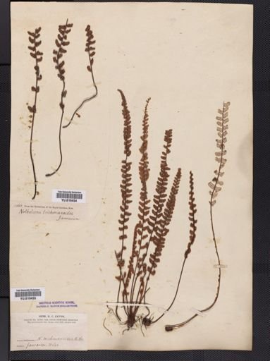 Notholaena
