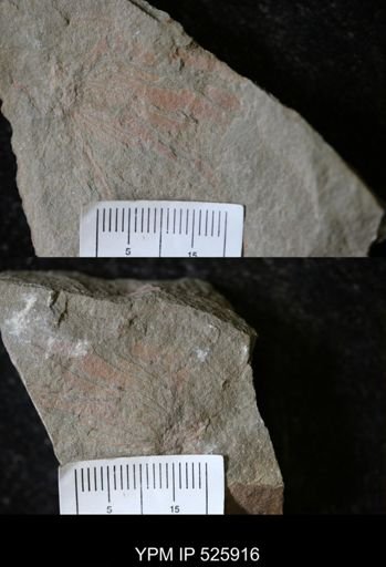 undet. Graptolithina