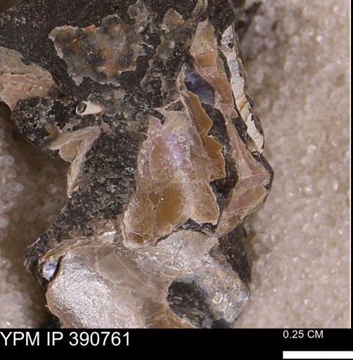 Scaphites