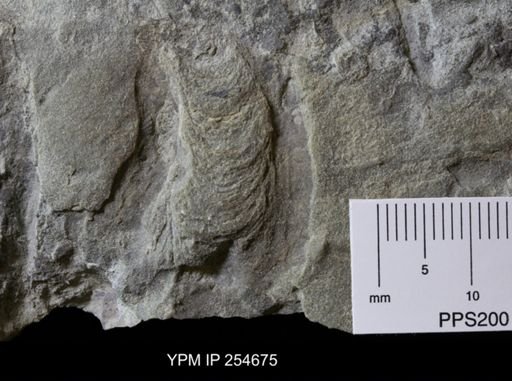 Ichnofossil