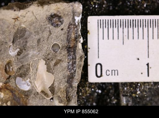 Belemnites sp.