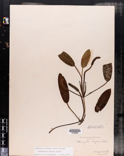 Potamogeton nodosus
