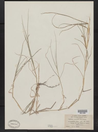 Cynodon dactylon