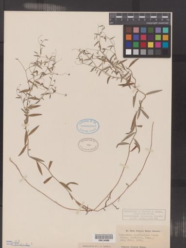 Campanula aparinoides