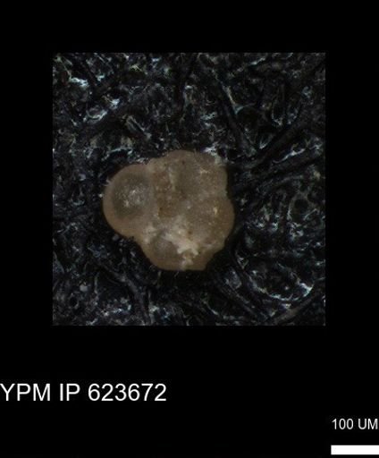 undet. Foraminiferida